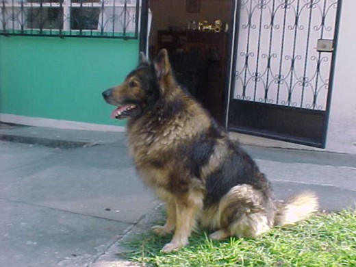 Observando como siempre, por años vigiló toda la cuadra